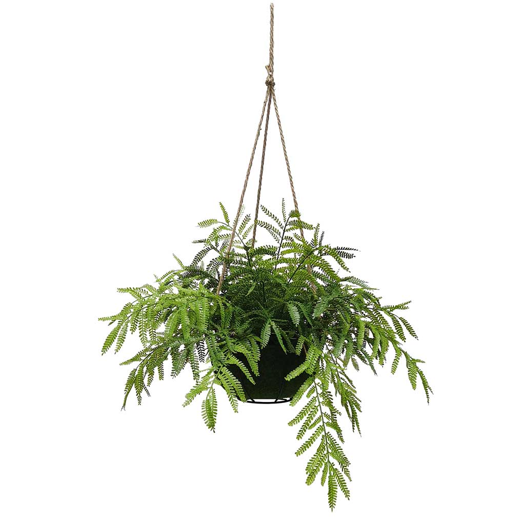 Arbusto de helecho en cesta colgante 53CM