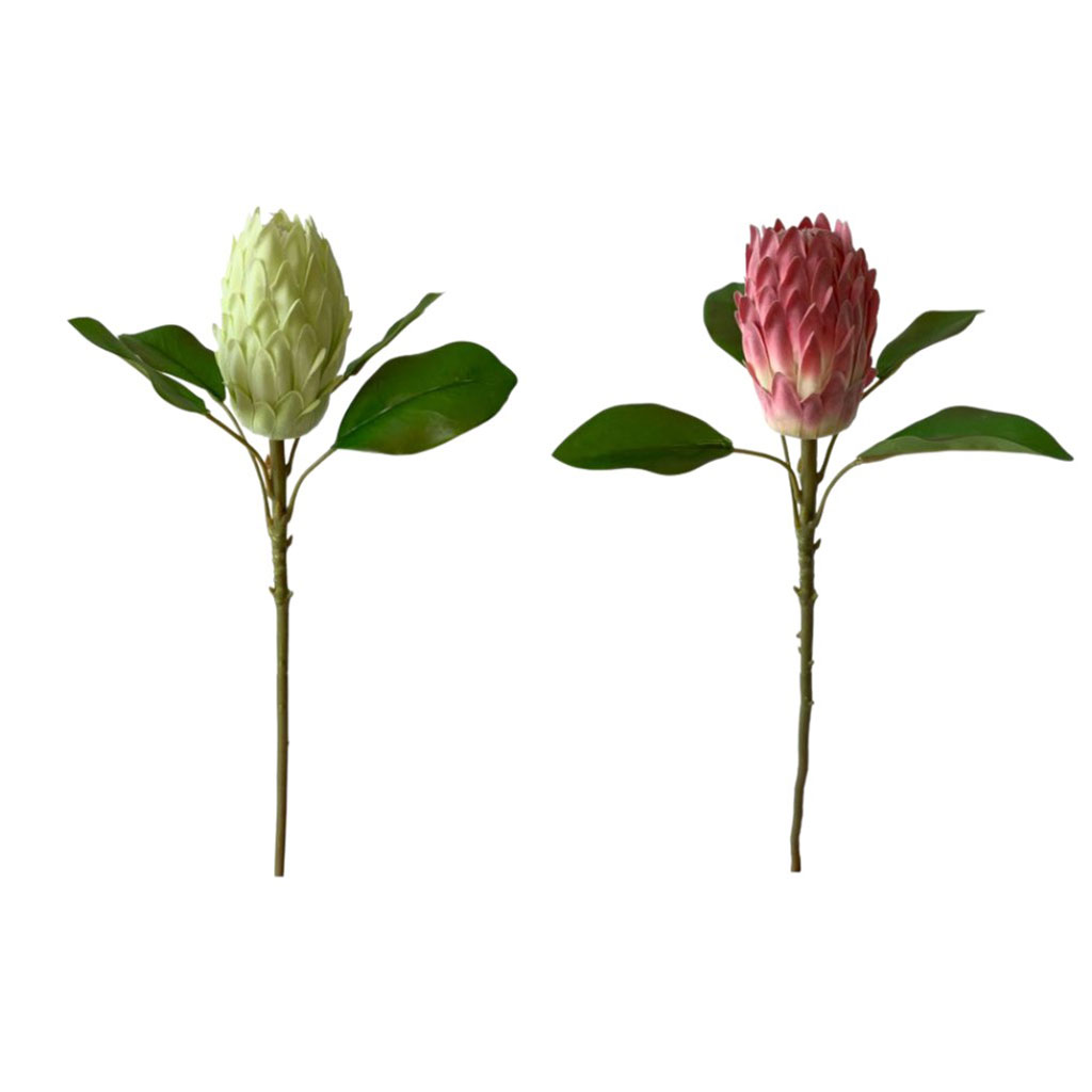 Capullo Flor Protea Surtido 68Cm