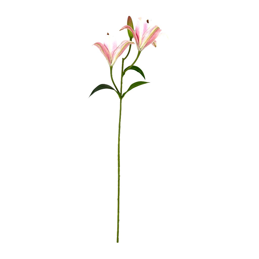 Azucena Beauty 60cm