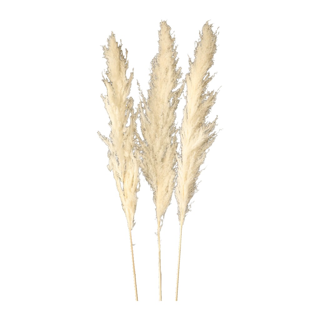 Ramo De Pampas Blanco 3 Piezas 1M