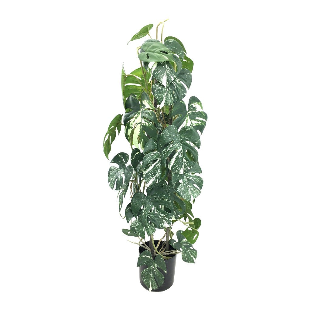 Monstera En Maceta 80Cm
