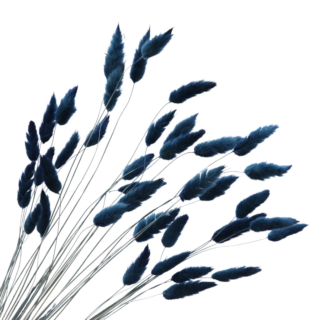 35 Piezas De Lagurus Azul 50Cm